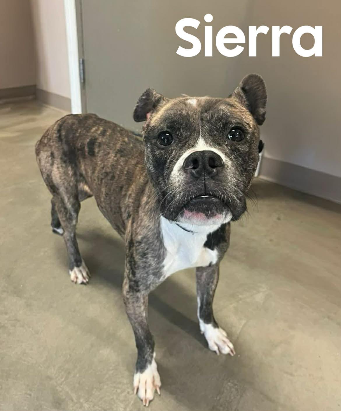 Enlarge Sierra, a ADOPTABLE Boxer in Quincy, MI image 1/2