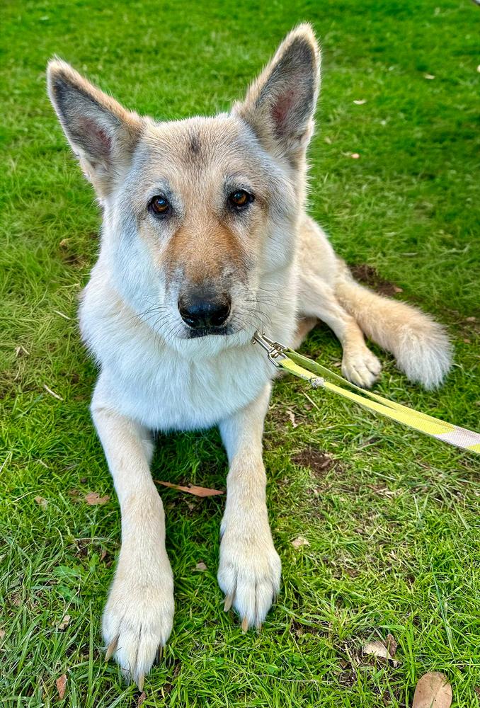 Beowulf, a Adoptable mixed breed in Jamul, CA image 1/6