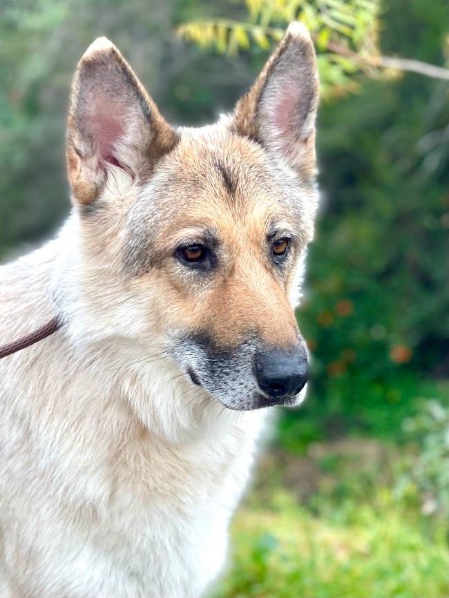 Beowulf, Adoptable, Senior Male German Shepherd Dog & Alaskan Malamute.