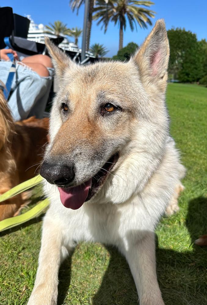 Beowulf, a Adoptable mixed breed in Jamul, CA image 2/6