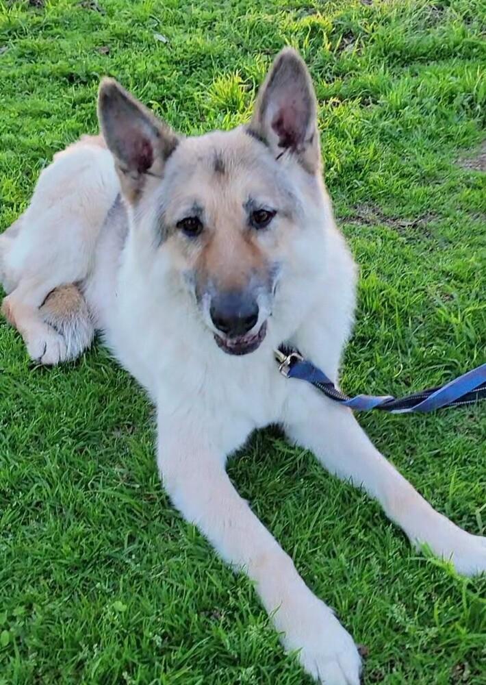 Enlarge Beowulf, a Adoptable mixed breed in Jamul, CA image 2/4