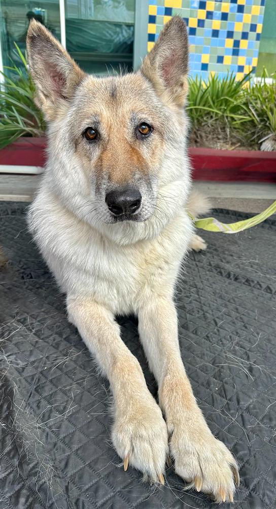 Beowulf, Adoptable, Senior Male German Shepherd Dog & Alaskan Malamute.