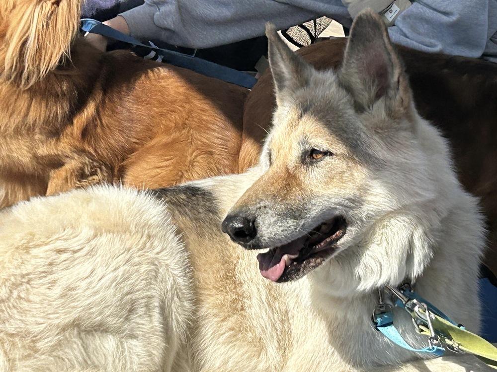 Beowulf, a Adoptable mixed breed in Jamul, CA image 4/6