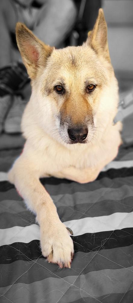 Enlarge Beowulf, a Adoptable mixed breed in Jamul, CA image 3/4