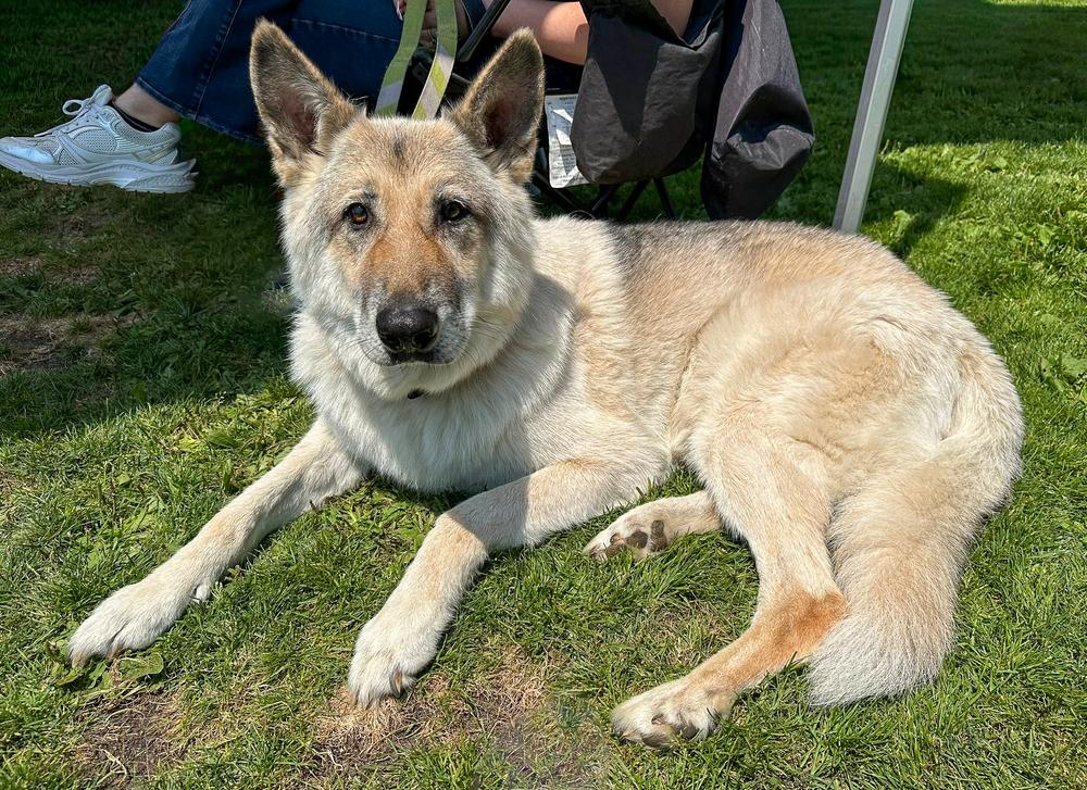 Beowulf, a Adoptable mixed breed in Jamul, CA image 5/6