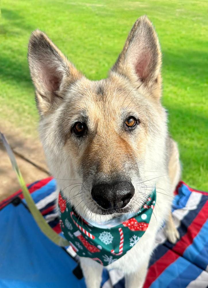 Beowulf, Adoptable, Senior Male German Shepherd Dog & Alaskan Malamute.