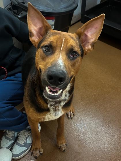 Ricky, Adoptable, Young Male Shepherd.