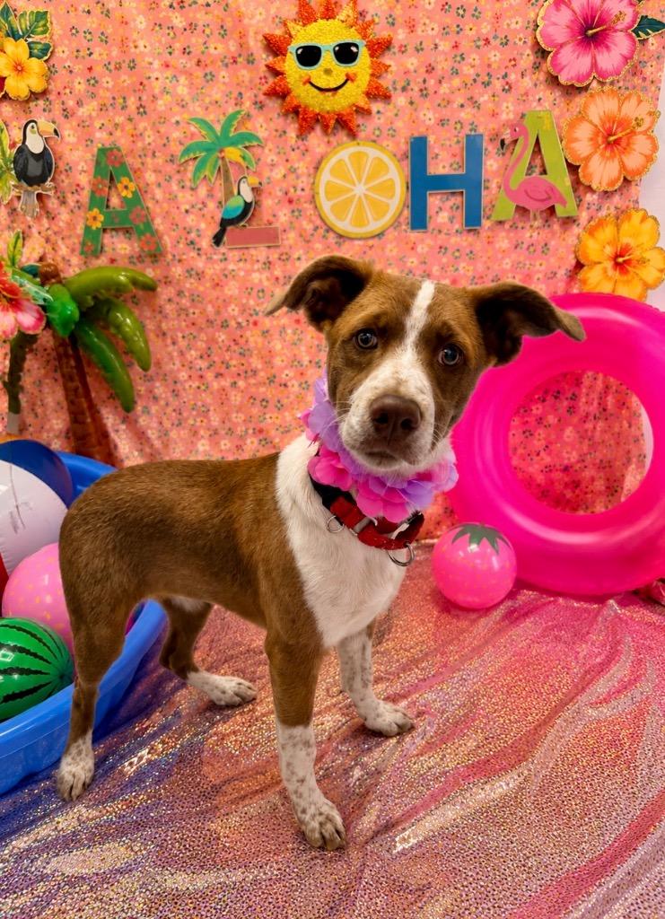 Sassy, Adoptable, Puppy Female Cattle Dog.