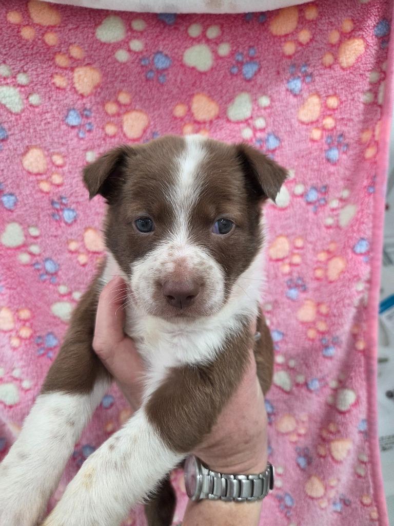 Sassy, Adoptable, Puppy Female Cattle Dog.