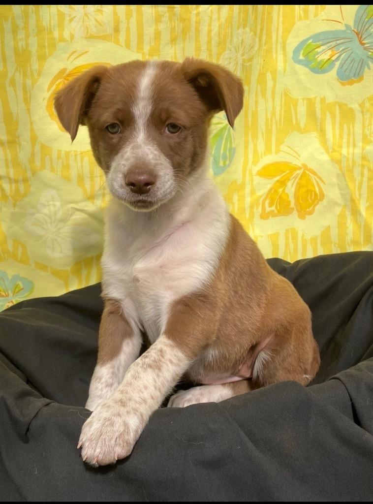 Sassy, a Adoptable mixed breed in Brookings, OR image 2/2