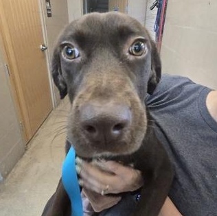 Enlarge SHAKIRA, an adopted Boykin Spaniel in Fernandina Beach, FL image 1/1