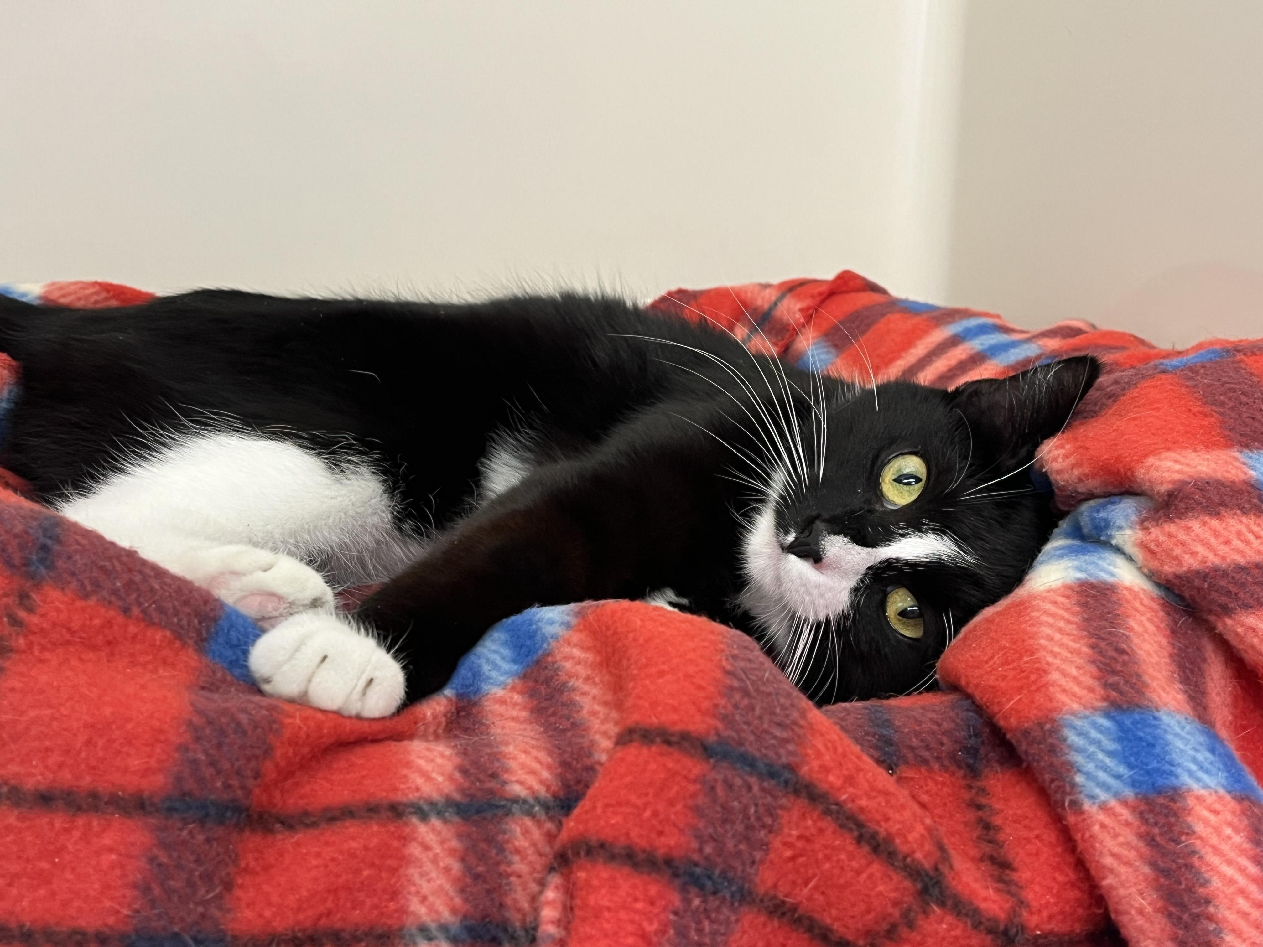 Enlarge Hannah, a ADOPTABLE Domestic Short Hair in Harrison, NY image 3/4