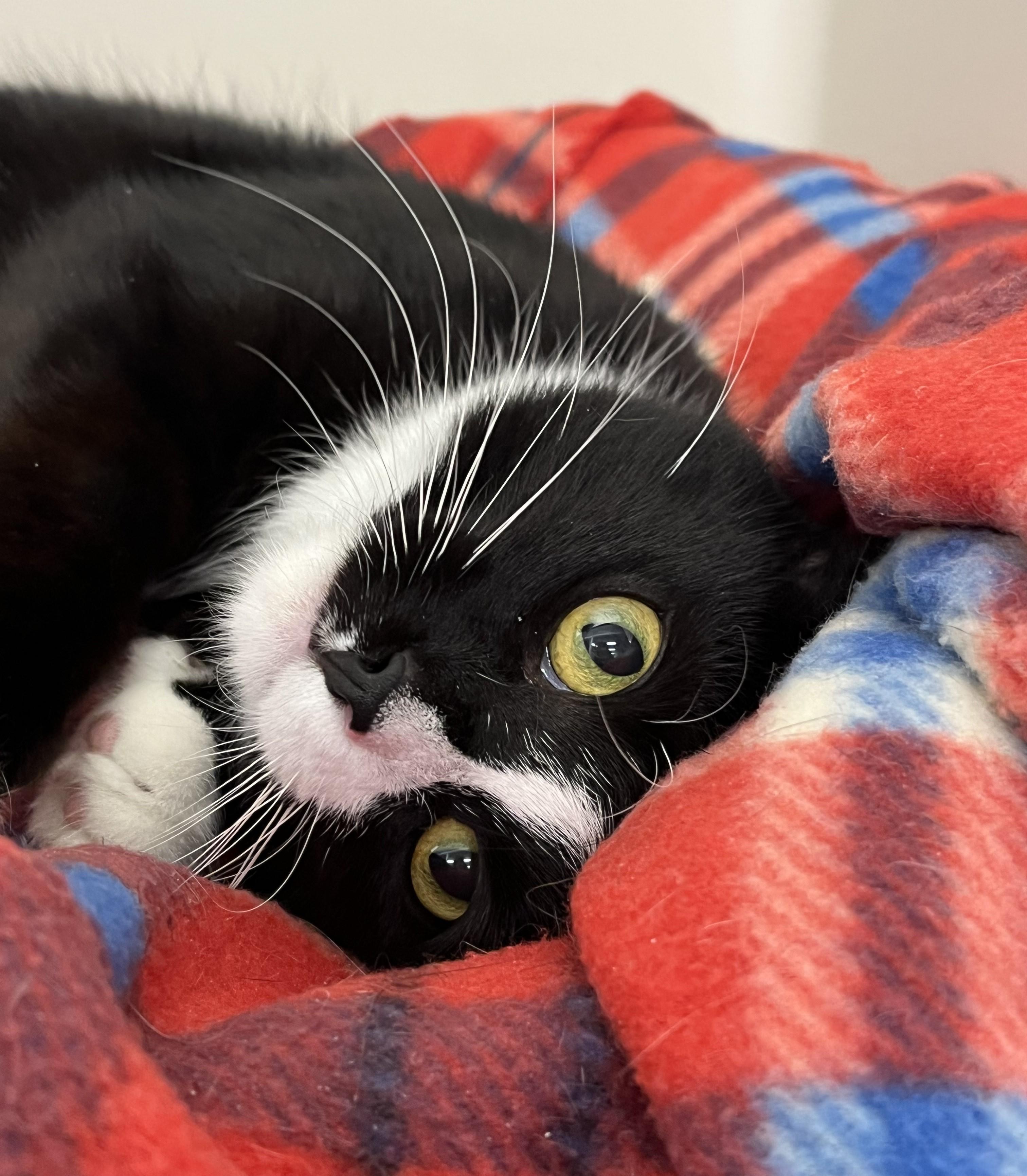 Enlarge Hannah, a ADOPTABLE Domestic Short Hair in Harrison, NY image 2/4