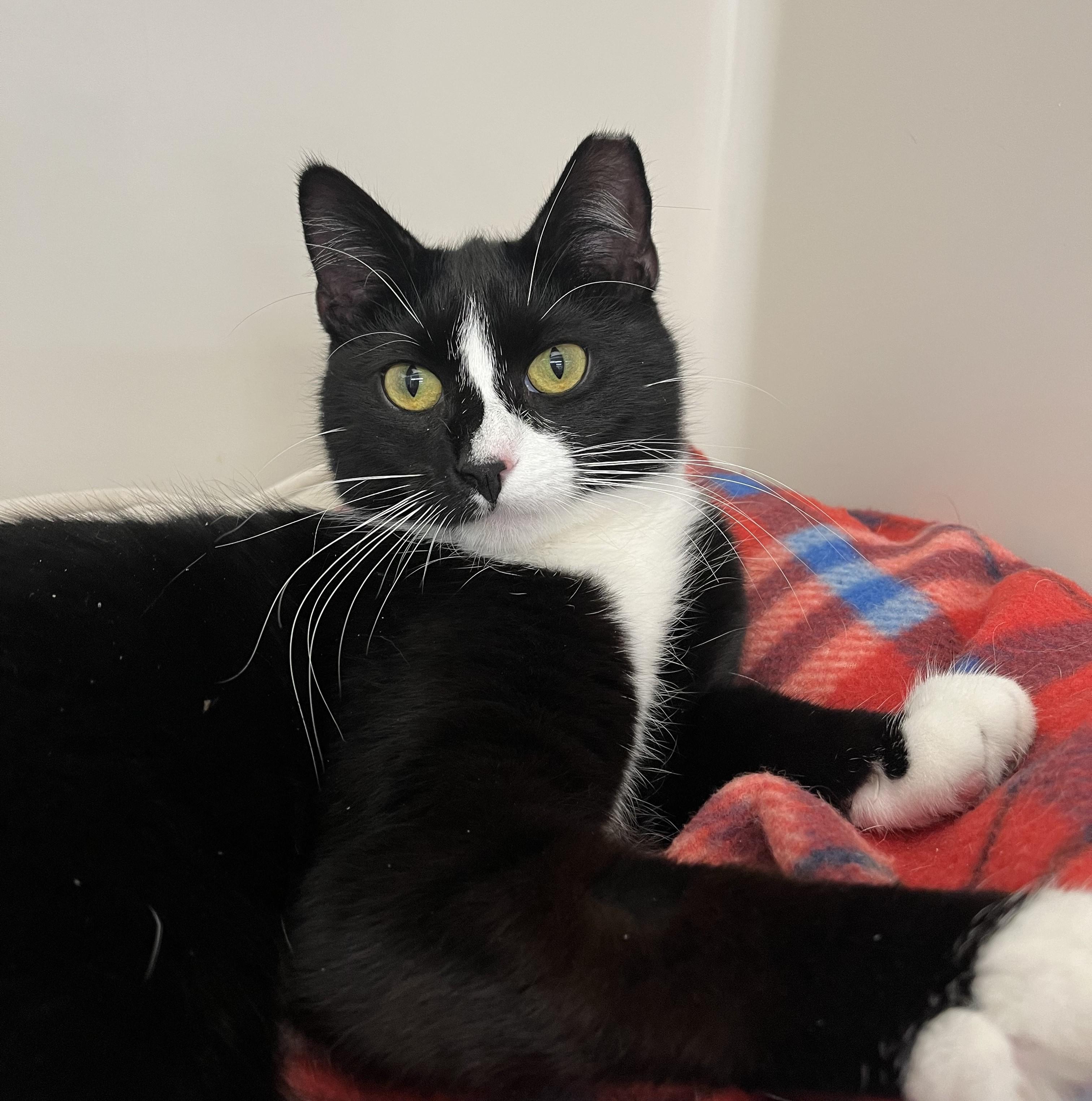 Enlarge Hannah, a ADOPTABLE Domestic Short Hair in Harrison, NY image 1/4