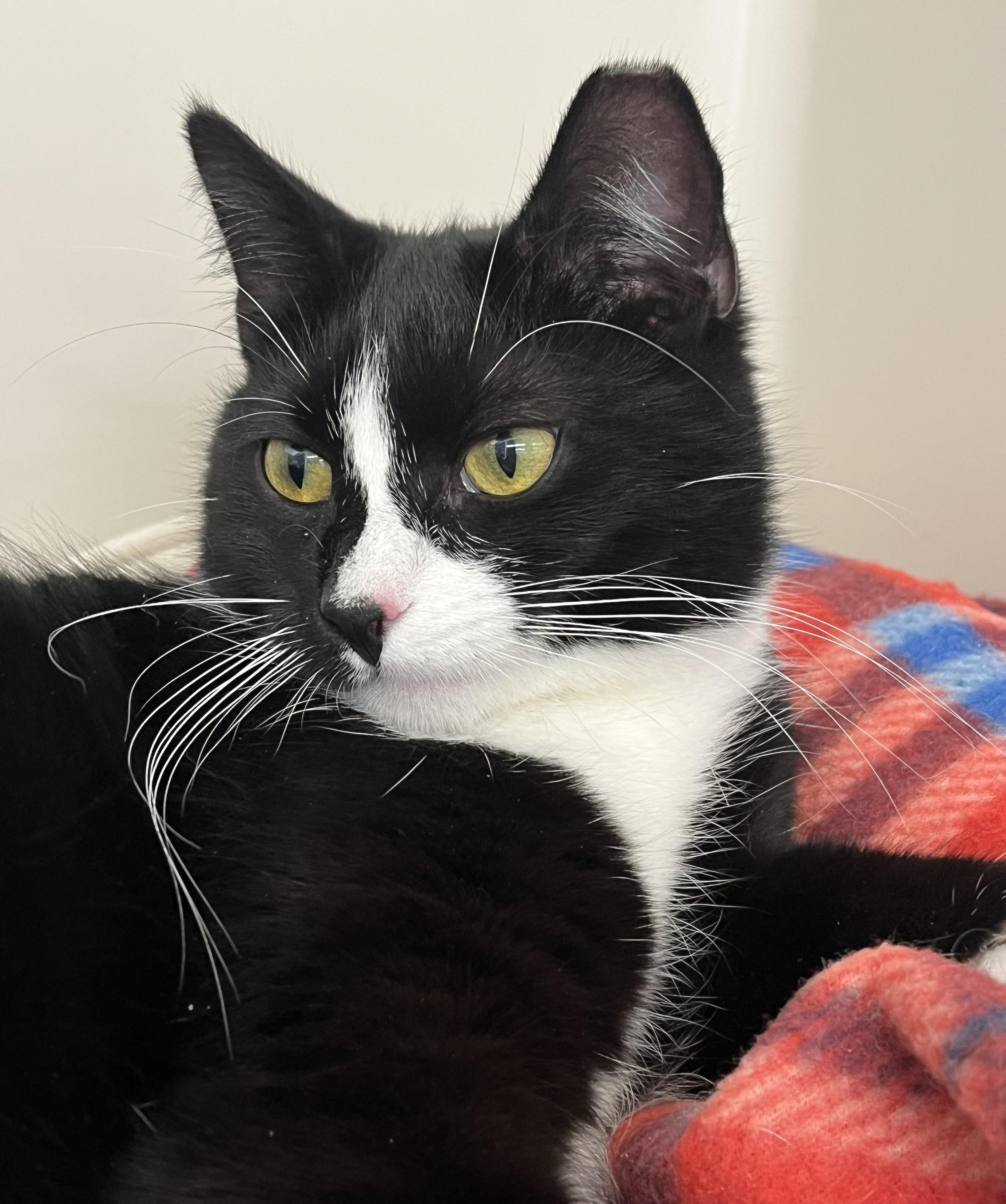 Enlarge Hannah, a ADOPTABLE Domestic Short Hair in Harrison, NY image 4/4