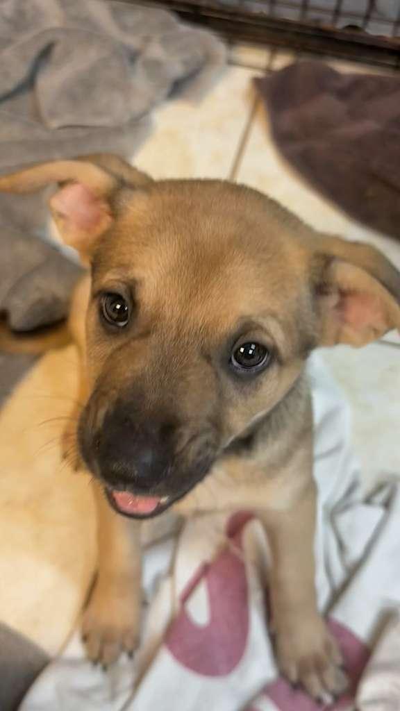 Milan, Adopted, Puppy Female Terrier.