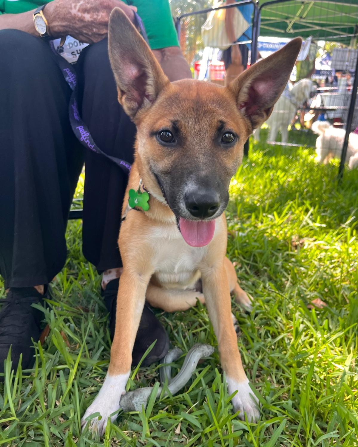 Enlarge Milan, a Adopted Terrier in Pompano Beach, FL image 2/3