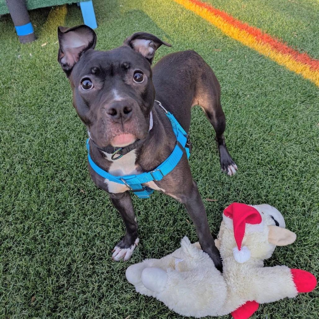 Lola, Adoptable, Young Female Pit Bull Terrier.