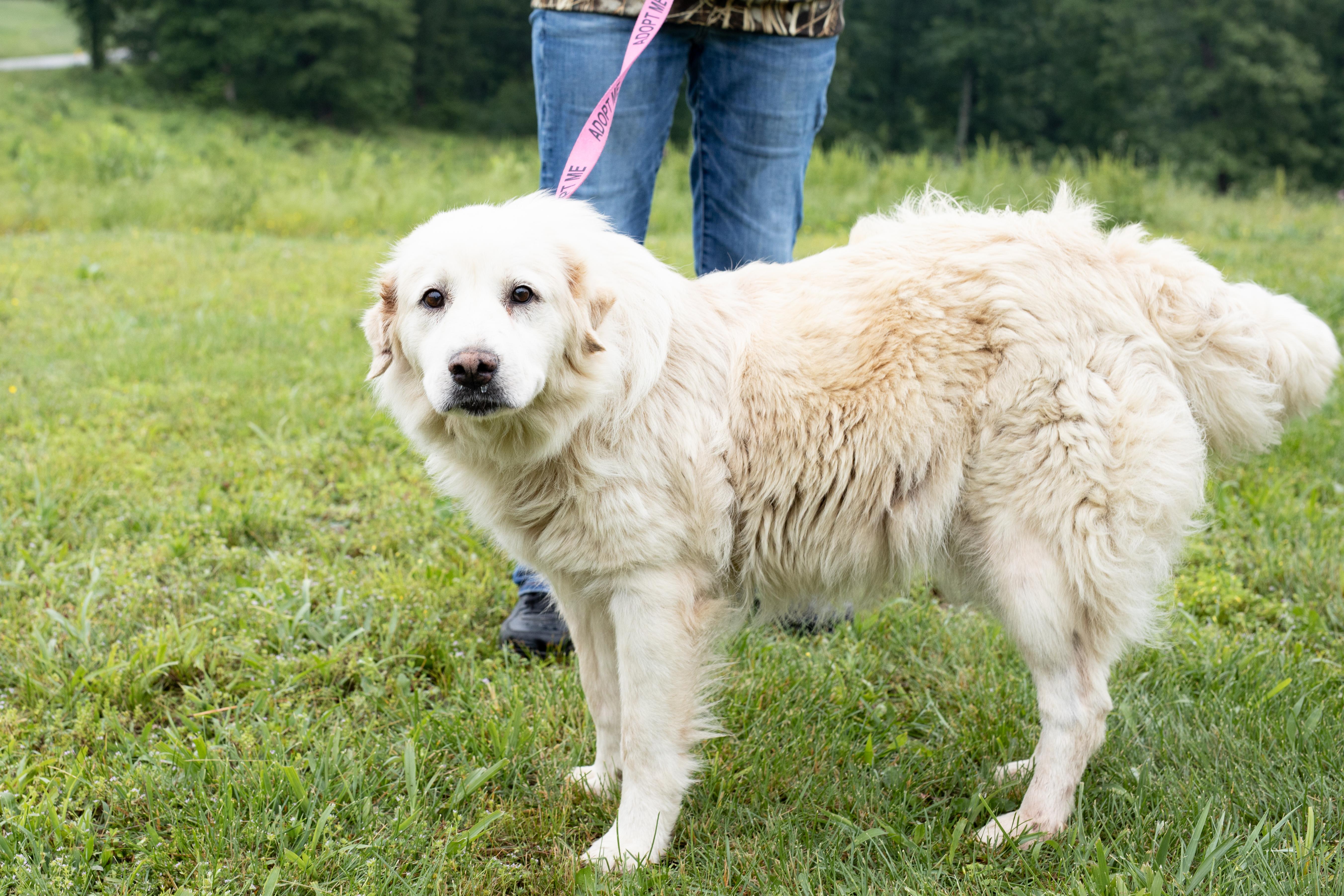 Pearl, ADOPTABLE, Adult Female Great Pyrenees.