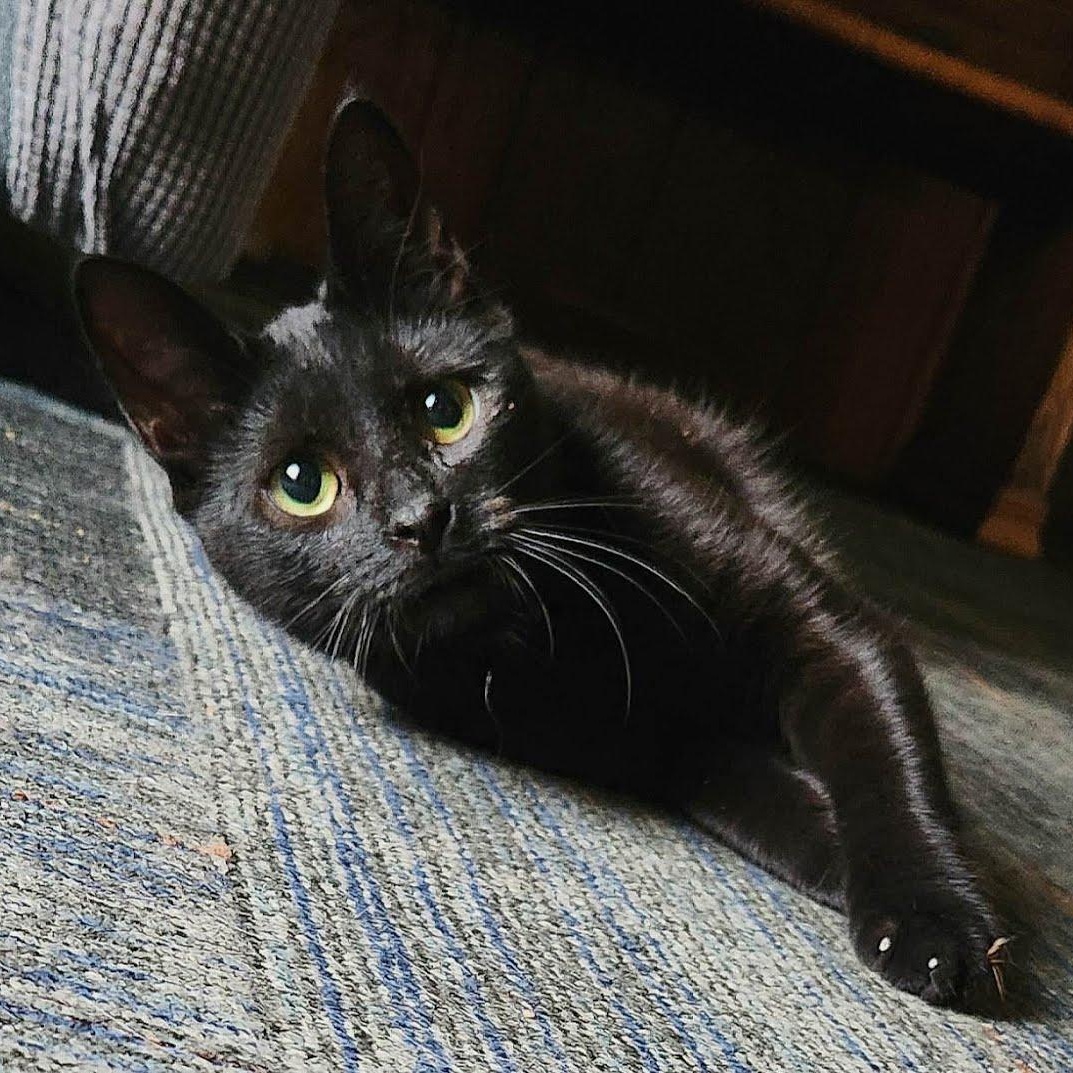 Enlarge Bridgett, a Adoptable Domestic Short Hair in Oswego, NY image 3/6