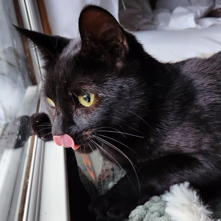 Enlarge Bridgett, a Adoptable Domestic Short Hair in Oswego, NY image 4/6