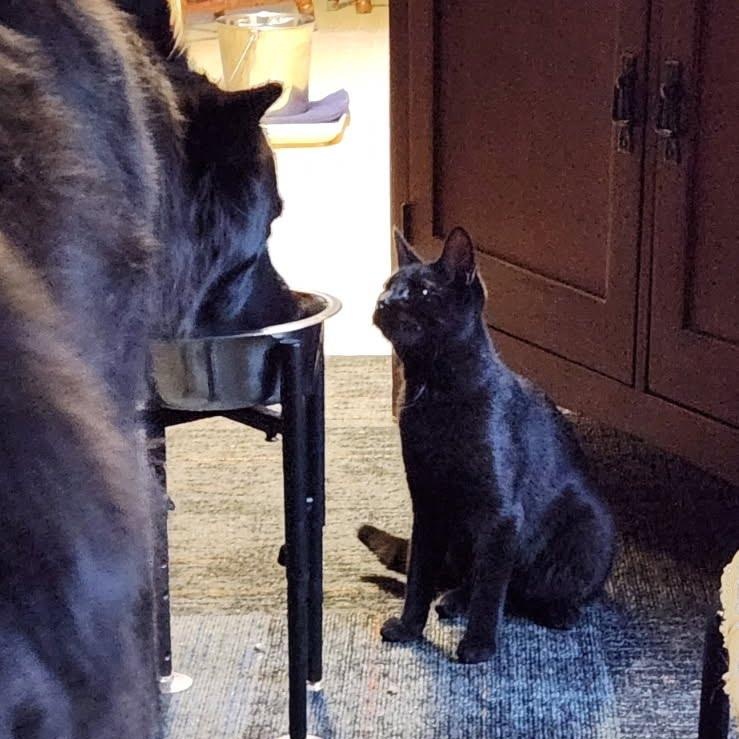 Enlarge Bridgett, a Adoptable Domestic Short Hair in Oswego, NY image 5/6