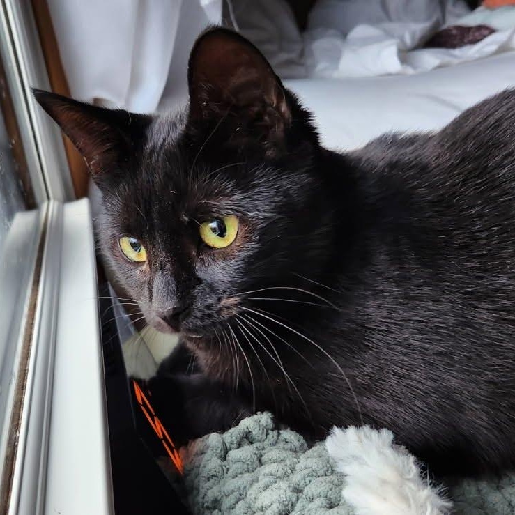 Enlarge Bridgett, a Adoptable Domestic Short Hair in Oswego, NY image 2/6