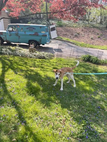 Enlarge Bagel, a Adoptable mixed breed in Knoxville, TN image 3/5