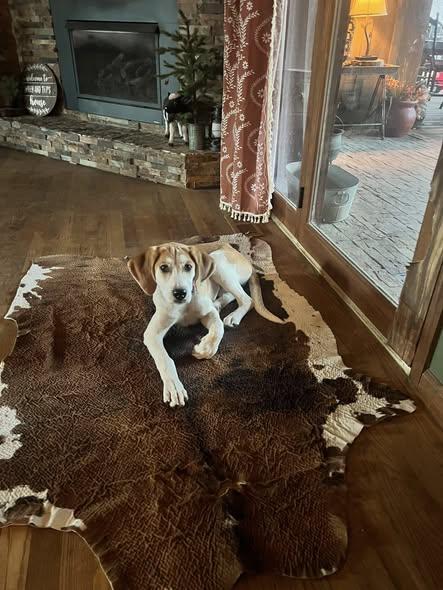 Enlarge Bagel, a Adoptable mixed breed in Knoxville, TN image 4/5