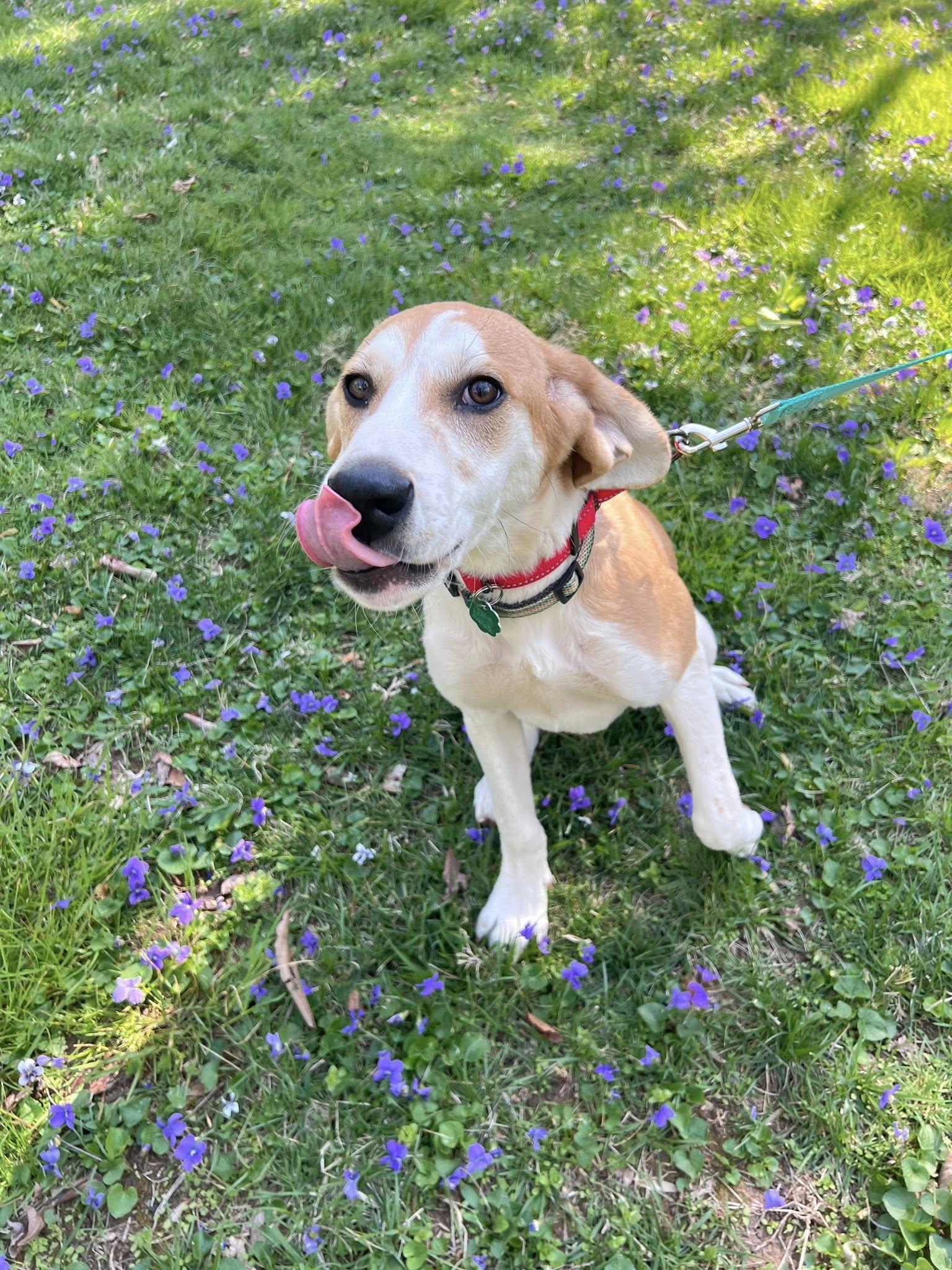 Enlarge Bagel, a Adoptable mixed breed in Knoxville, TN image 1/5