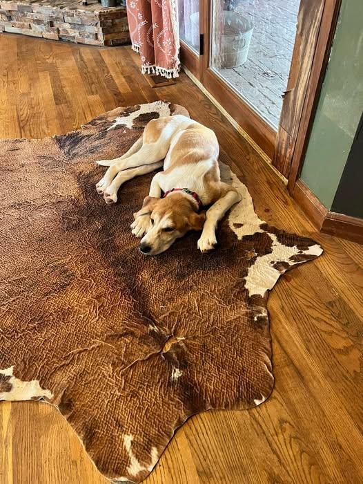 Enlarge Bagel, a Adoptable mixed breed in Knoxville, TN image 5/5