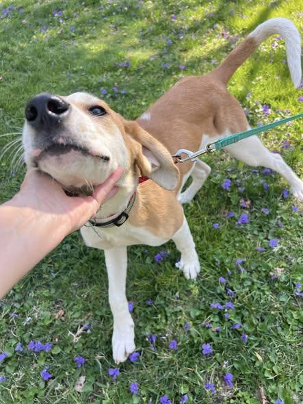 Enlarge Bagel, a Adoptable mixed breed in Knoxville, TN image 2/5