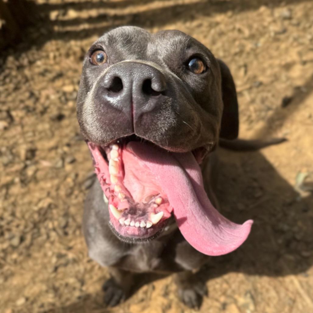 Greyblade, a Adoptable Mixed Breed in Fredericksburg, VA image 1/6