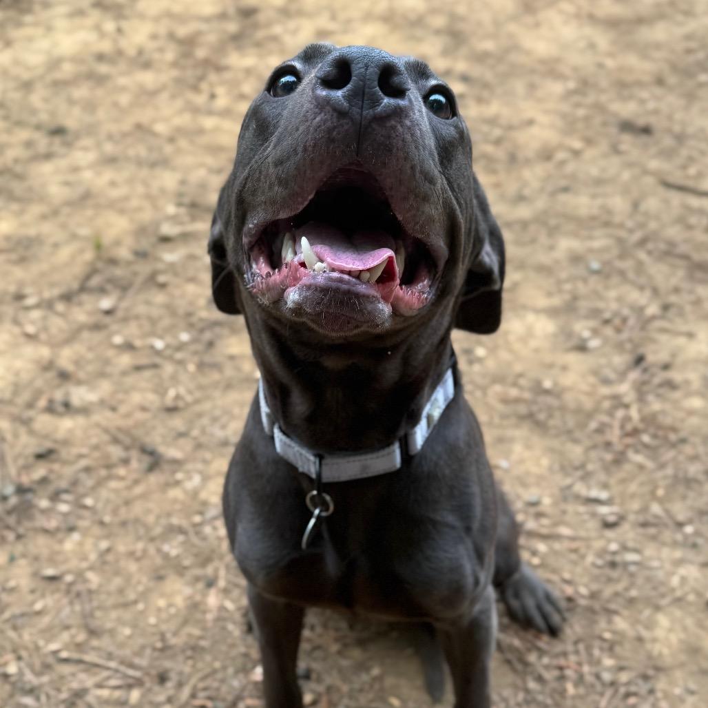 Greyblade, Adoptable, Adult Male Mixed Breed.