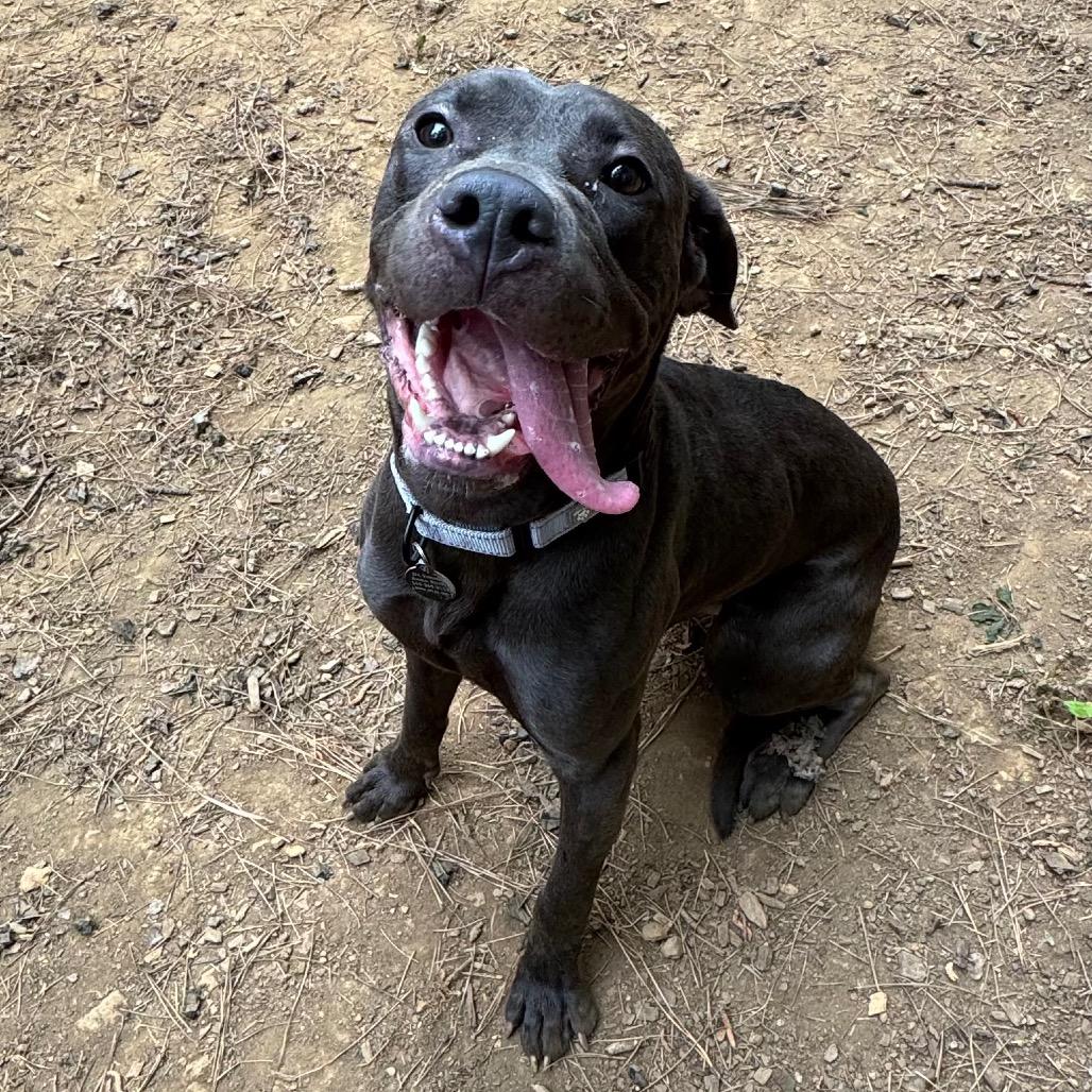 Greyblade, a Adoptable Mixed Breed in Fredericksburg, VA image 2/6