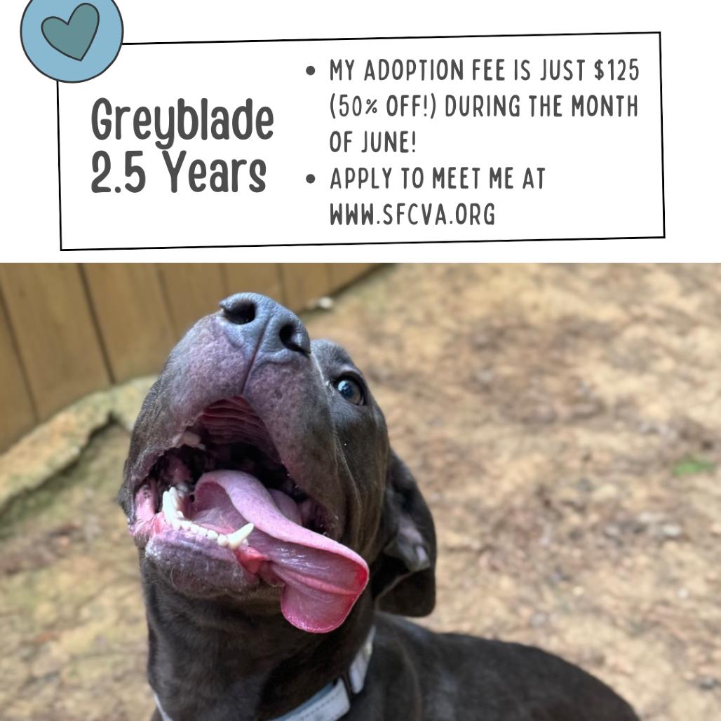Greyblade, a Adoptable Mixed Breed in Fredericksburg, VA image 3/6