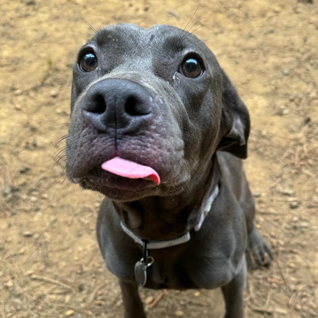 Greyblade, a Adoptable Mixed Breed in Fredericksburg, VA image 4/6