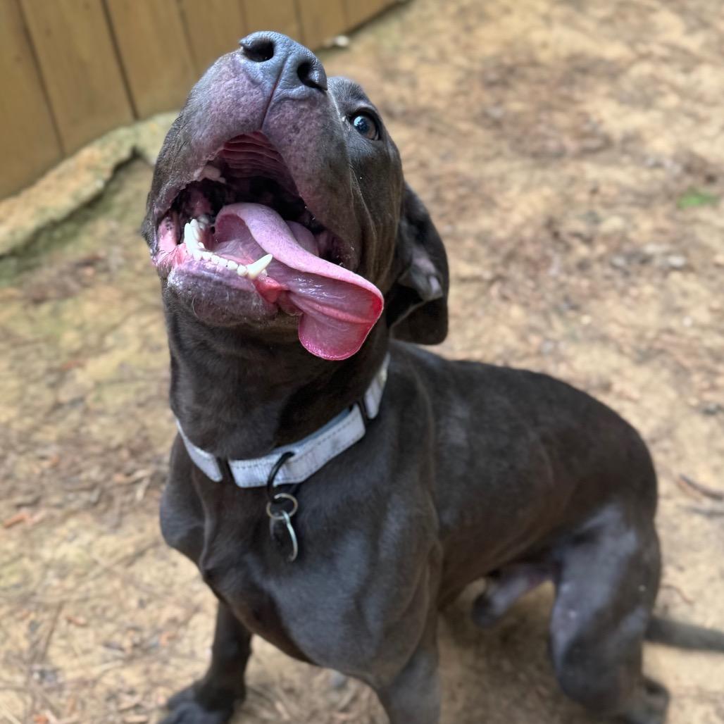 Greyblade, a Adoptable Mixed Breed in Fredericksburg, VA image 5/6