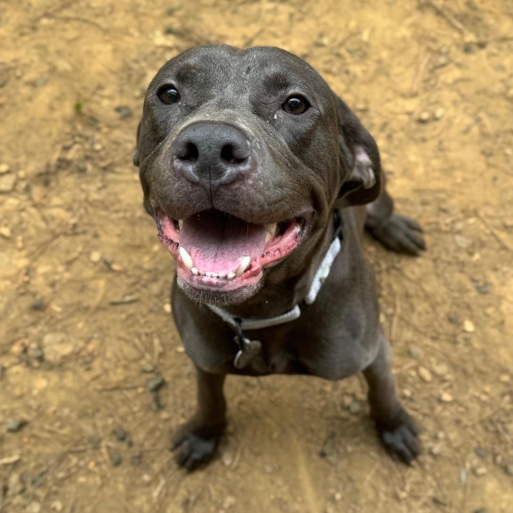 Greyblade, a Adoptable Mixed Breed in Fredericksburg, VA image 6/6