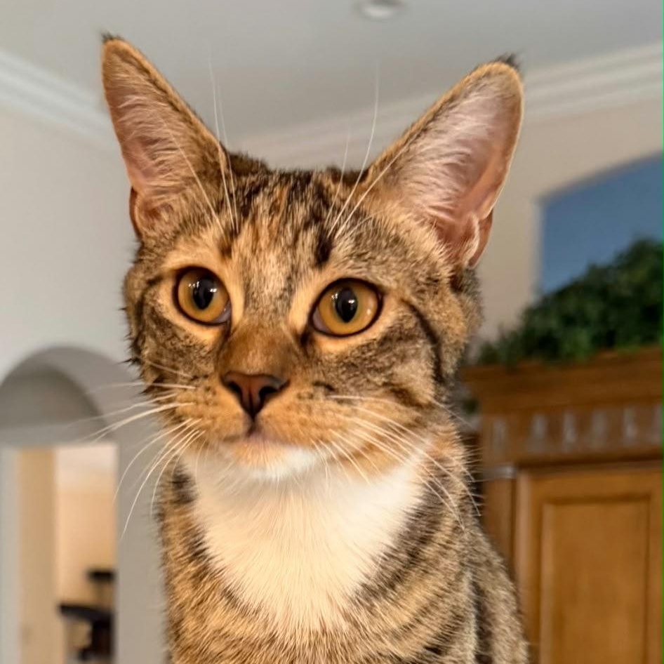 Enlarge Silah, a Adopted Domestic Short Hair in Boca Raton, FL image 4/6