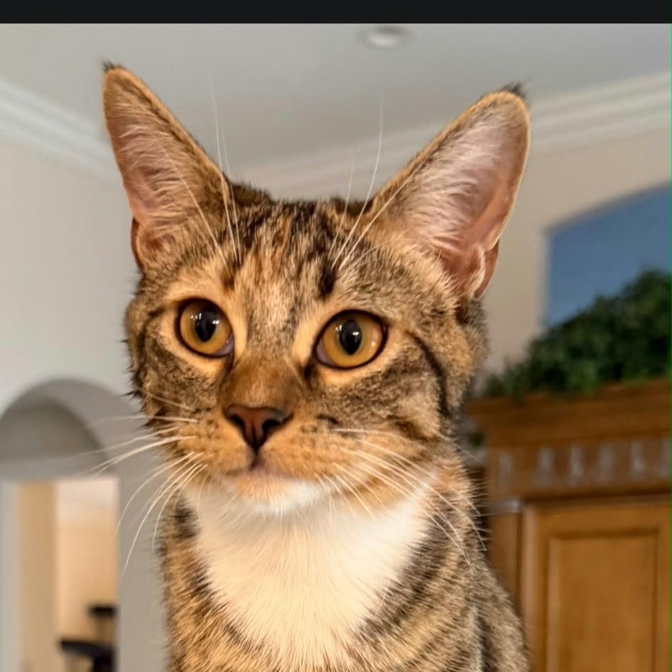 Enlarge Shilo, a Adoptable Domestic Short Hair in Boca Raton, FL image 1/2