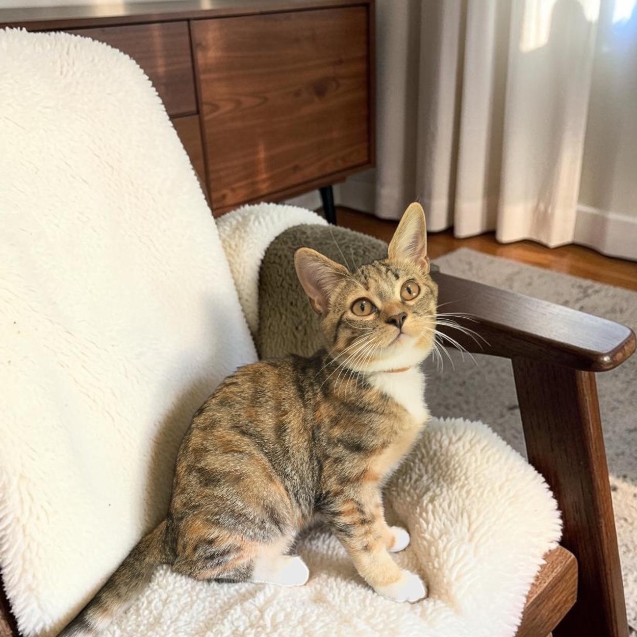 Enlarge Silah, a Adopted Domestic Short Hair in Boca Raton, FL image 3/6