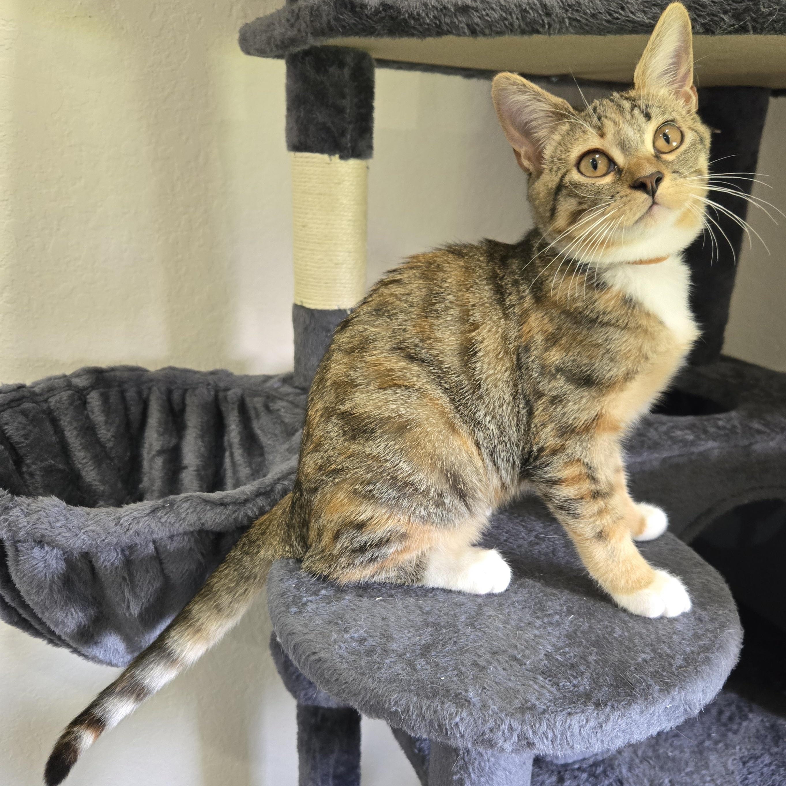 Enlarge Shilo, a Adoptable Domestic Short Hair in Boca Raton, FL image 2/2