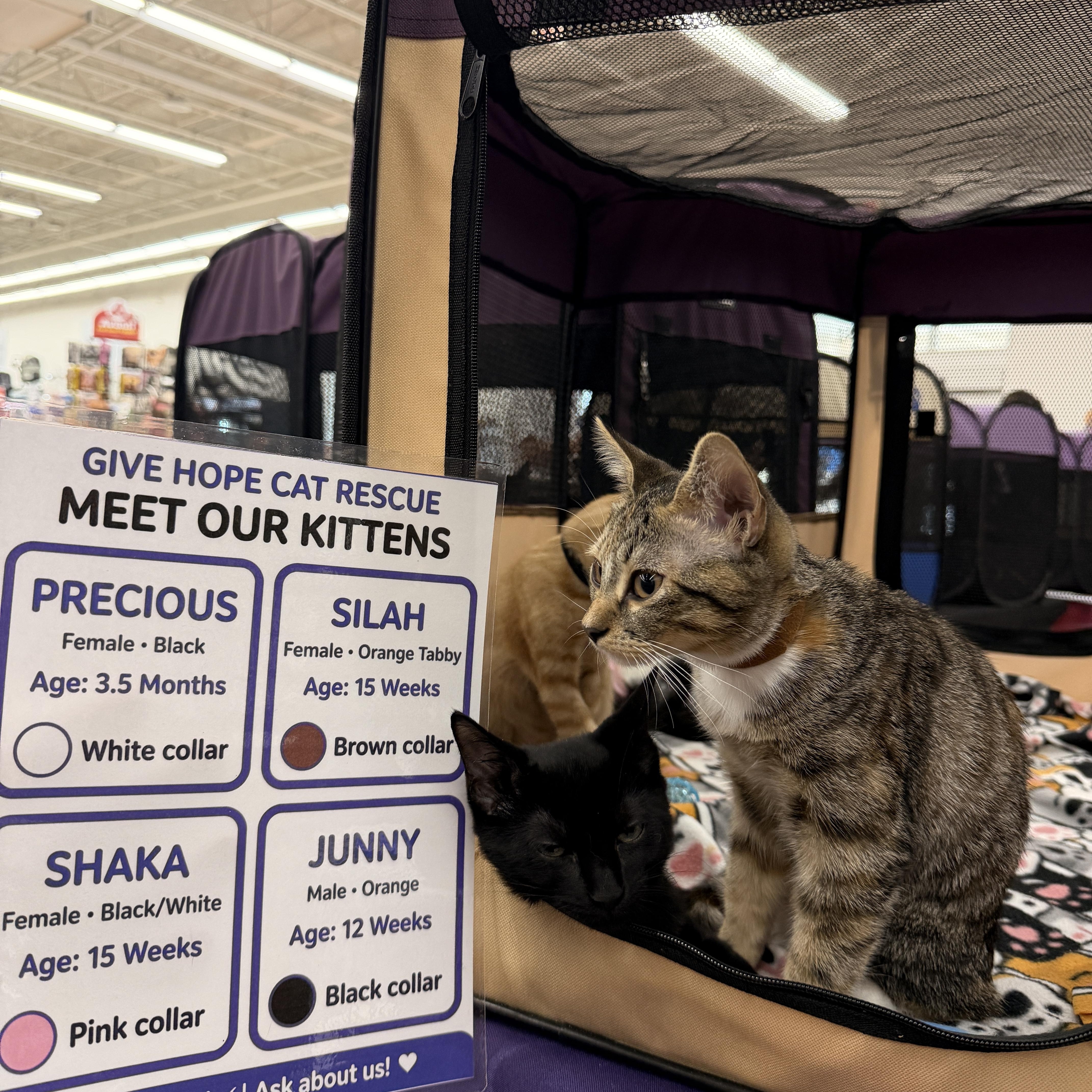 Enlarge Silah, a Adopted Domestic Short Hair in Boca Raton, FL image 5/6
