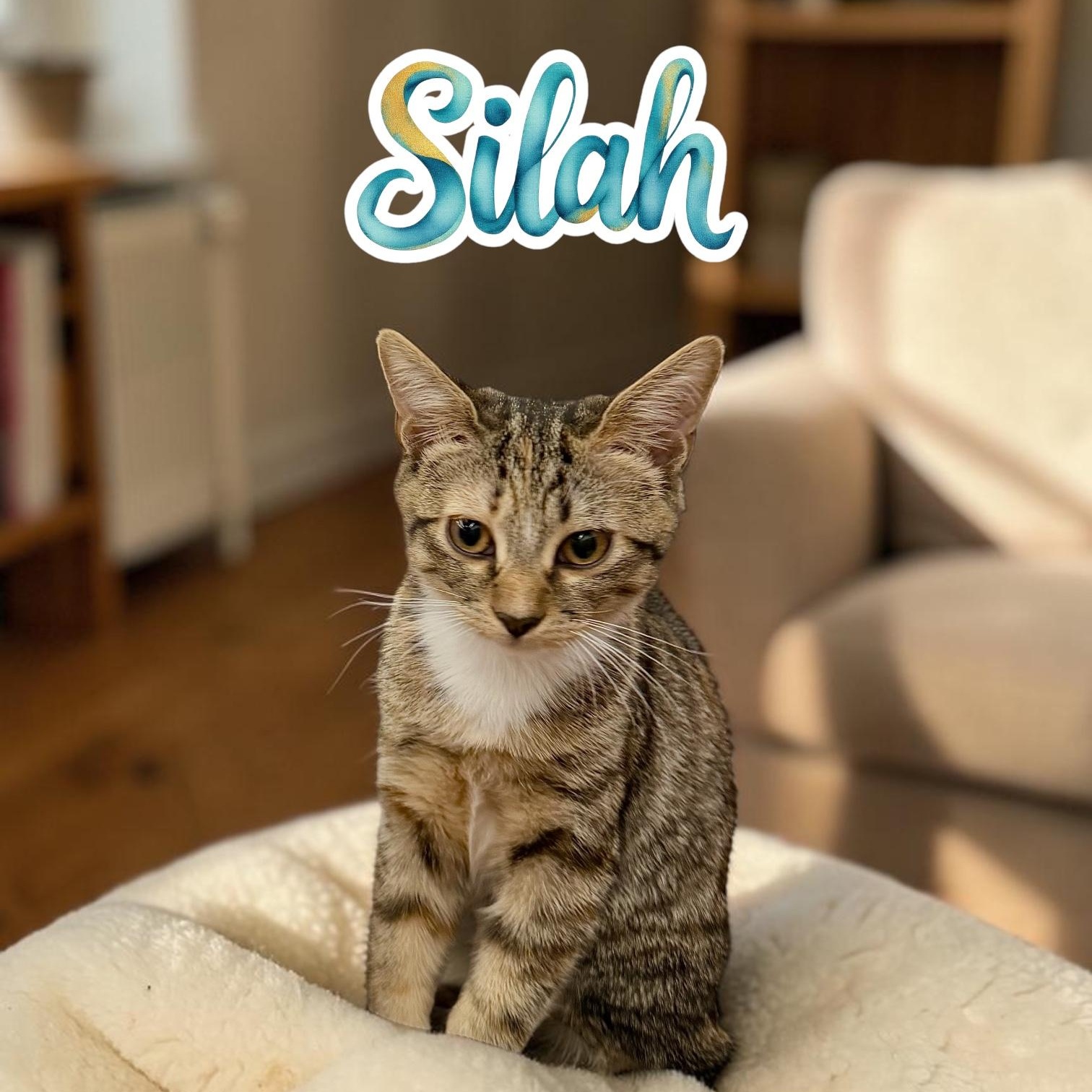 Enlarge Silah, a Adopted Domestic Short Hair in Boca Raton, FL image 1/6