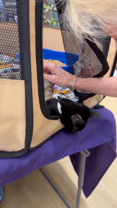 Enlarge Silah, a Adopted Domestic Short Hair in Boca Raton, FL video 2/6