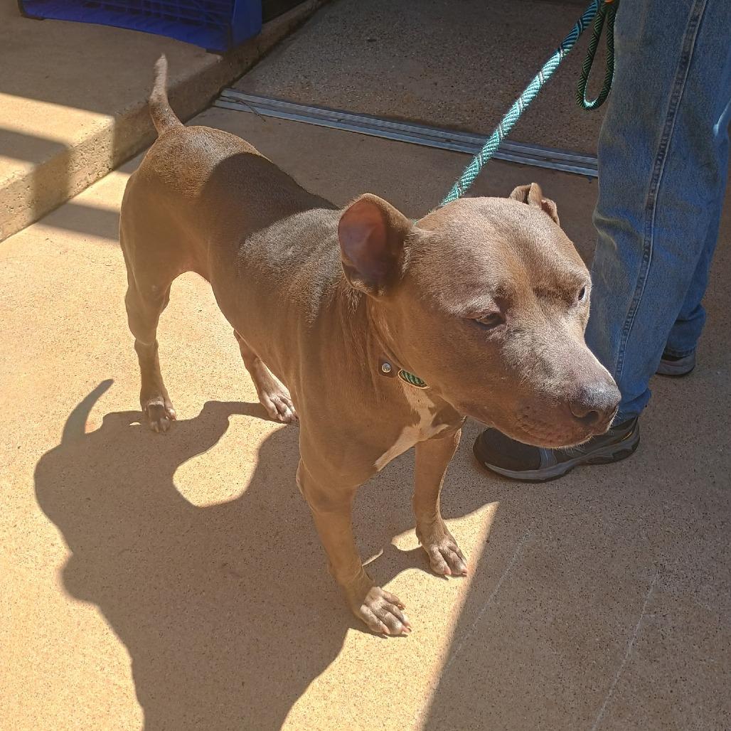 Rebel, Adoptable, Young Male Pit Bull Terrier.