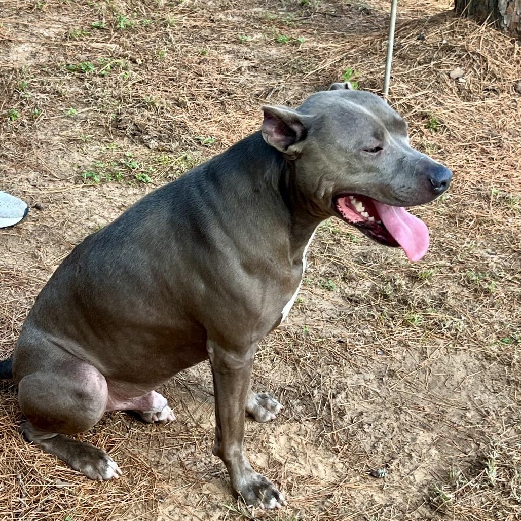 Rebel, a Adoptable mixed breed in Palestine, TX image 2/3