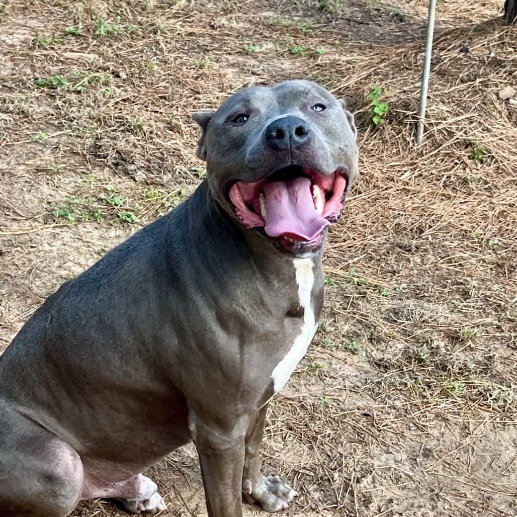 Rebel, a Adoptable mixed breed in Palestine, TX image 3/3