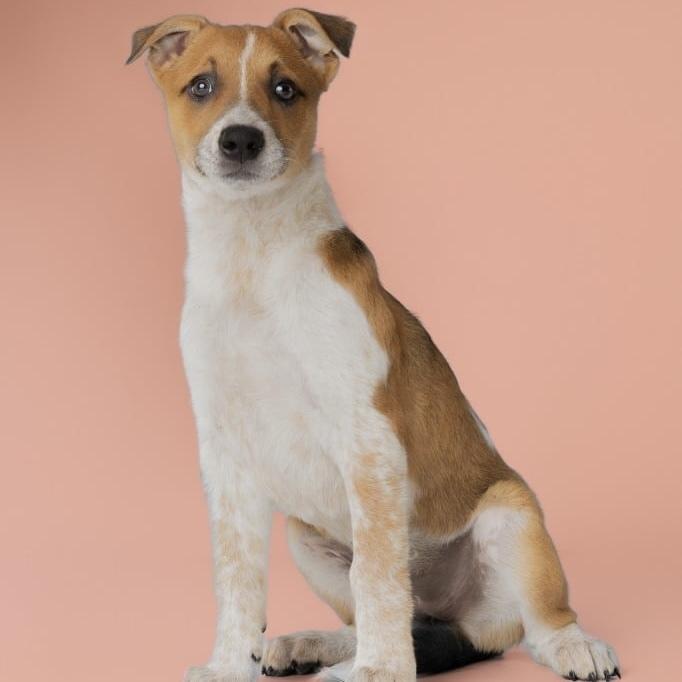 AAD New Arrival! Ruth - 26112, Adoptable, Puppy Female Cattle Dog & Pit Bull Terrier.